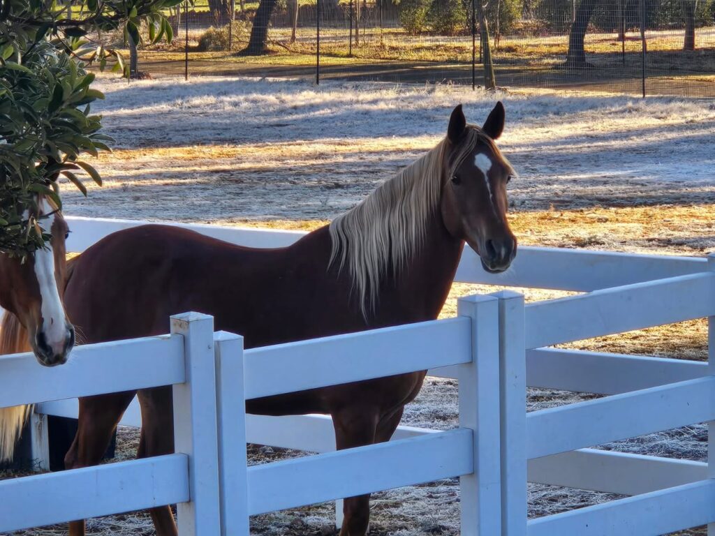 Blue saddle ranches equestrian lifestyle