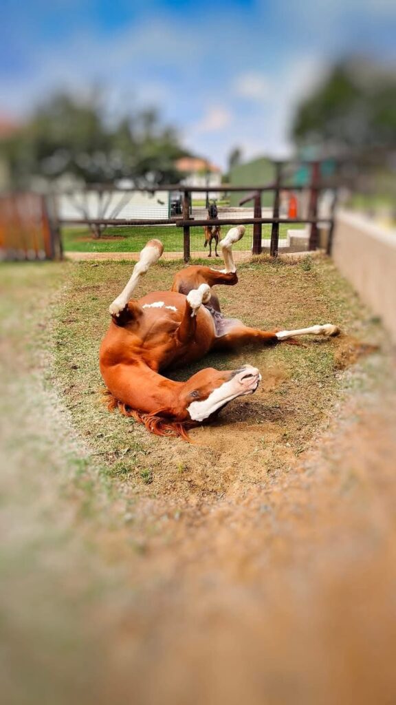 Blue saddle ranches equestrian lifestyle