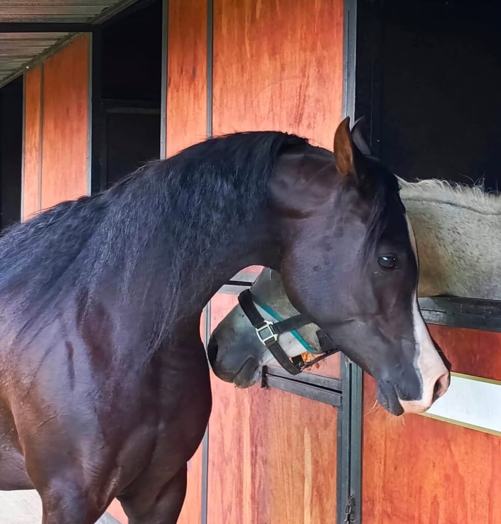 Blue saddle ranches equestrian lifestyle