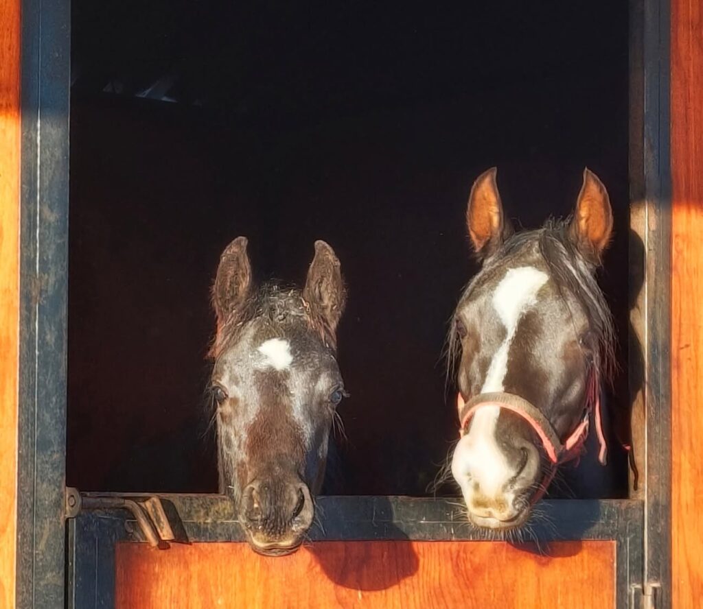 Blue saddle ranches equestrian lifestyle