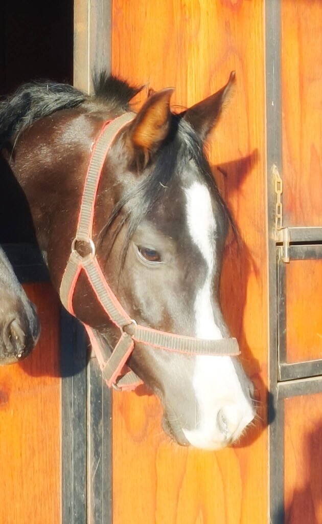 Blue saddle ranches equestrian lifestyle
