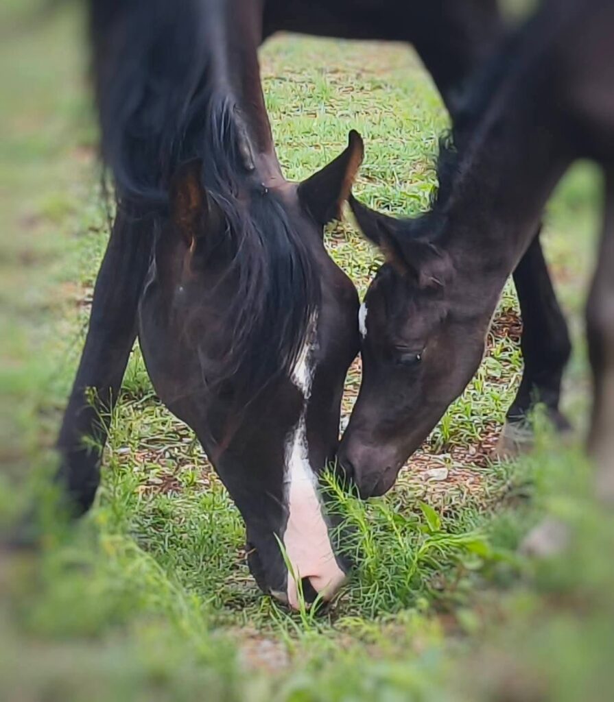 Blue saddle ranches equestrian lifestyle