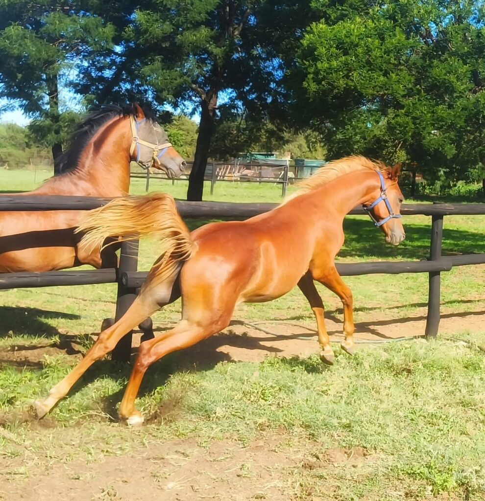Blue saddle ranches equestrian lifestyle