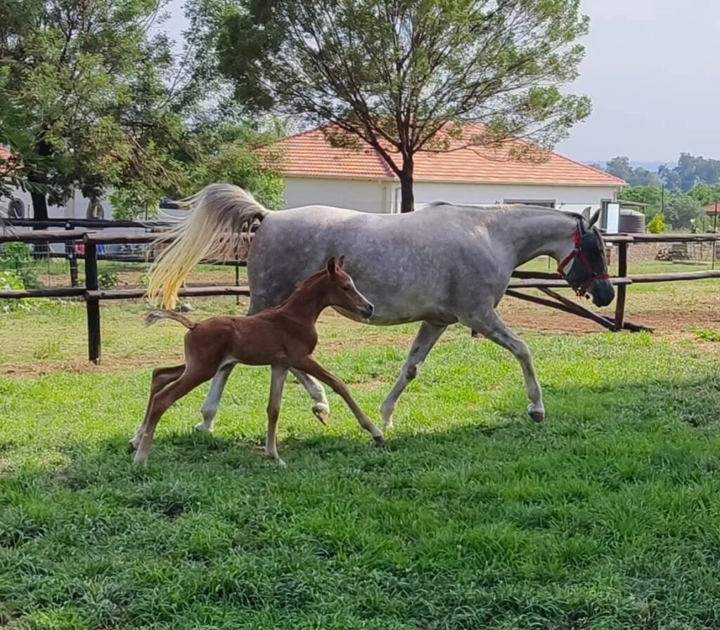 Blue saddle ranches equestrian lifestyle