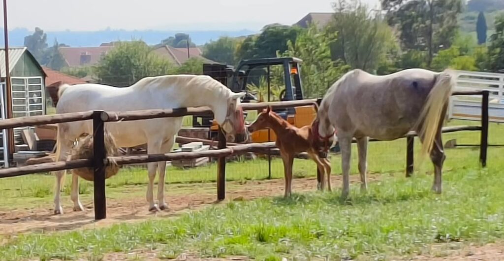 Blue saddle ranches equestrian lifestyle