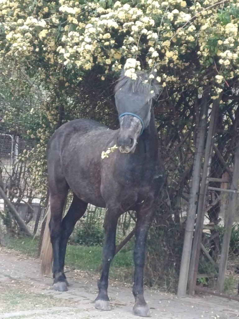Blue saddle ranches equestrian lifestyle