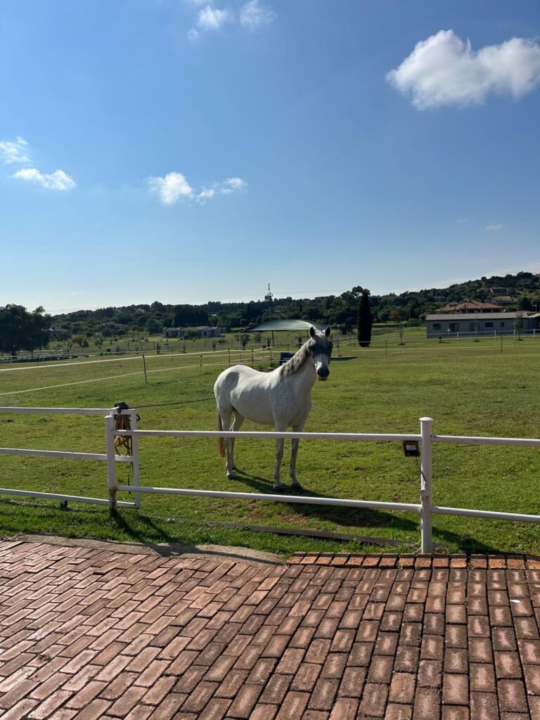 Blue saddle ranches equestrian lifestyle
